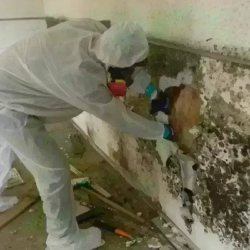 Mold Remediation and Removal in Hazleton, PA